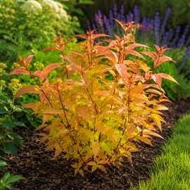 Zadrzewnia 'Seasonlong Orange' Diervilla × splendens pomarańczowe liście