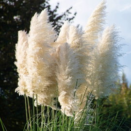 Trawa Pampasowa 'White Feather' Cortaderia selloana Białe Wiechy