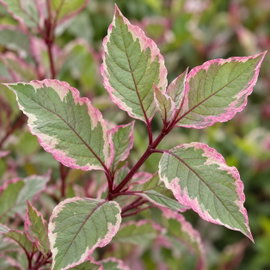 Dereń Biały 'Miracle' Cornus alba Trójbarwne Liście Czerwone Pędy