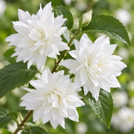 Jaśminowiec 'Pearls of Perfume' Philadelphus Pełne Pachnące Kwiaty