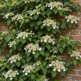 Hortensja pnąca Hydrangea petiolaris białe kwiaty na cieniste ściany