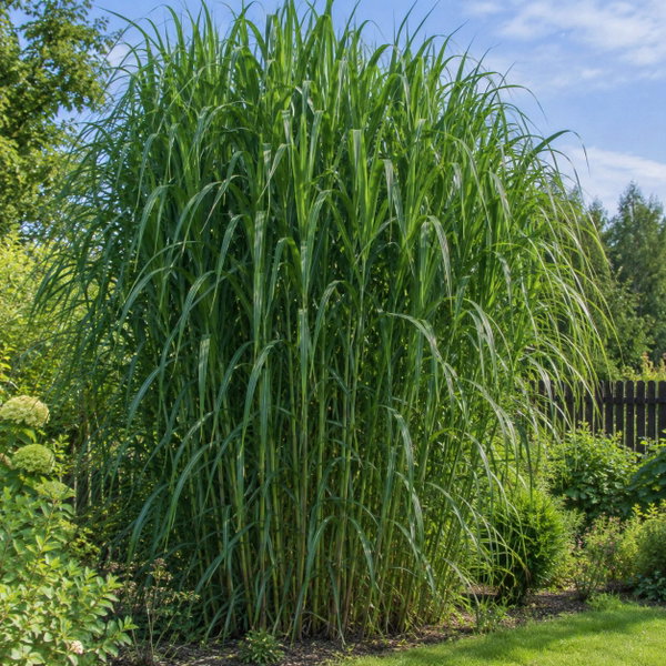 Miskant olbrzymi Miscanthus × giganteus wysoka osłona