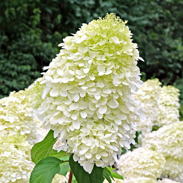 Hortensja bukietowa Hercules Hydrangea paniculata wielkie wiechy