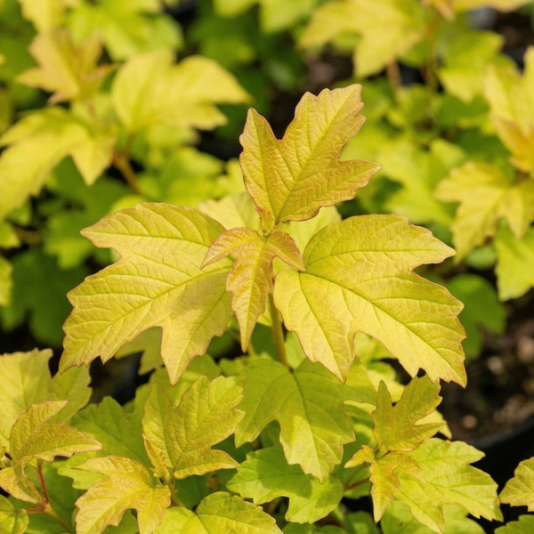Kalina koralowa Anny's Magic Gold Viburnum opulus złote liście