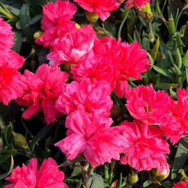 Goździk Dianthus 'Melanie Red' pełne czerwone kwiaty