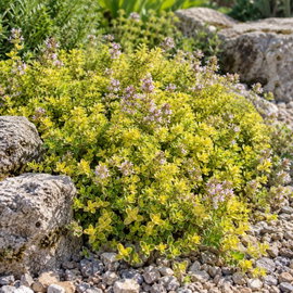 Macierzanka 'Bertram Anderson' Thymus pulegioides złote liście na skalniak