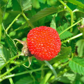 Malinotruskawka Rubus illecebrosus czerwone owoce i białe kwiaty