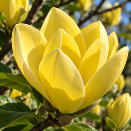 Magnolia 'Daphne' żółte kwiaty rozświetlające wiosenny ogród