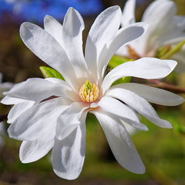Magnolia gwiaździsta Magnolia stellata białe pachnące kwiaty wiosną