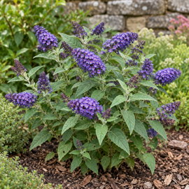Budleja 'Little Blue' Buddleja fioletowoniebieskie kwiaty na rabaty