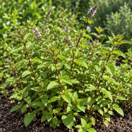 Mięta 'Glaciale' Mentha świeży aromat do napojów