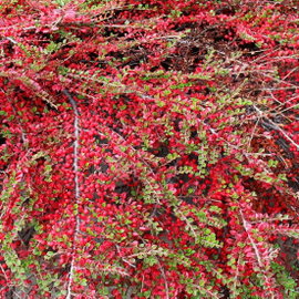 Irga 'Royal Carpet' Cotoneaster × suecicus niski krzew okrywowy