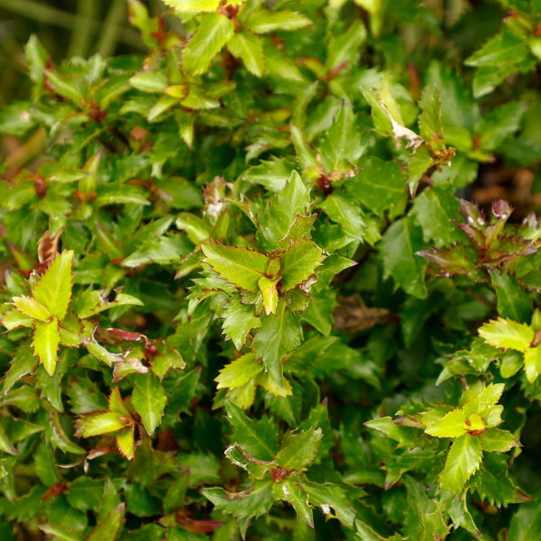 Ostrokrzew 'Little Rascal' Ilex × meserveae karłowy zimozielony