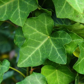 Bluszcz irlandzki Hedera hibernica szybko rosnące zimozielone pnącze