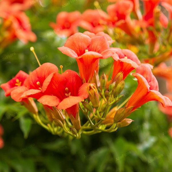 Milin amerykański 'Ursynów' Campsis radicans pomarańczowe kwiaty na pergole