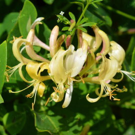 Wiciokrzew japoński 'Halliana' Lonicera japonica silnie pachnące kwiaty