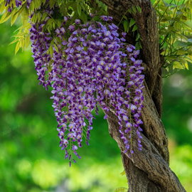 Glicynia kwiecista 'Ludwik Lawin' Wisteria floribunda pachnące fioletowe grona