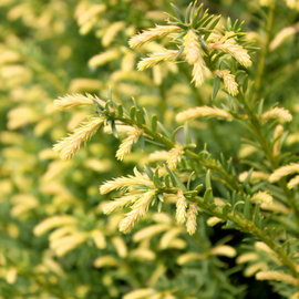 Cis pospolity 'Elegantissima' Taxus baccata złocisty