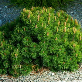 Sosna kosodrzewina 'Pumilio' Pinus mugo niski iglak