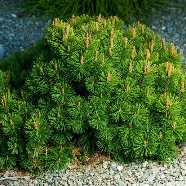 Sosna kosodrzewina 'Pumilio' Pinus mugo niski iglak