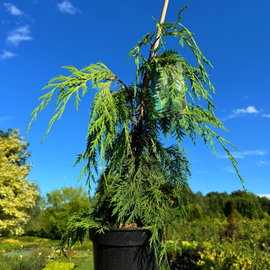 Cyprysik nutkajski 'Jubilee' Chamaecyparis nootkatensis płaczący