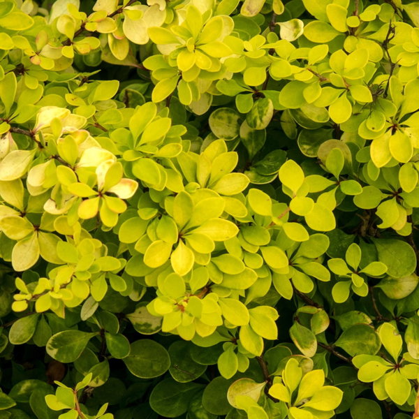 Berberys 'Golden Horizon' Berberis thunbergii złocisty okrywowy