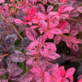 Berberys 'Inspiration' Berberis thunbergii różowo nakrapiane liście