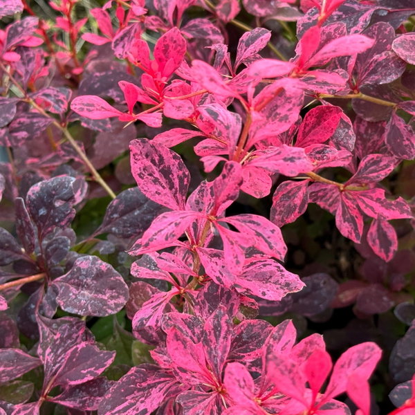 Berberys 'Inspiration' Berberis thunbergii różowo nakrapiane liście