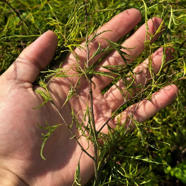 Brzoza 'Karaca' Betula pendula ażurowe liście