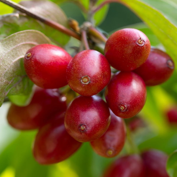 Dereń jadalny Cornus mas owoce na przetwory