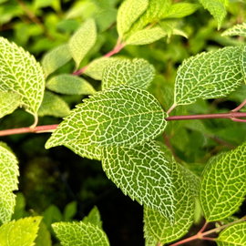 Forsycja 'Kumson' Forsythia viridissima ozdobne unerwienie liści