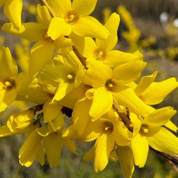 Forsycja 'Goldzauber' Forsythia × intermedia obfite żółte kwiaty
