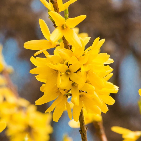 Forsycja 'Maluch' Forsythia karłowa polska odmiana