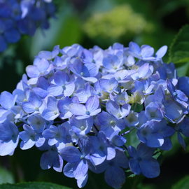 Hortensja ogrodowa 'Otaksa' Hydrangea macrophylla wielkie kule kwiatów