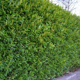Laurowiśnia 'Otto Luyken' Prunus laurocerasus na niski żywopłot