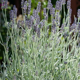 Lawenda 'Dwarf Silver' Lavandula angustifolia srebrzysta i karłowa