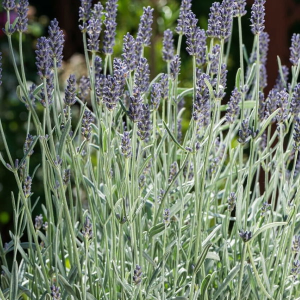 Lawenda 'Dwarf Silver' Lavandula angustifolia srebrzysta i karłowa