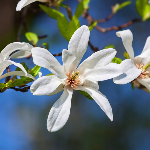 Magnolia japońska kobus białe pachnące kwiaty