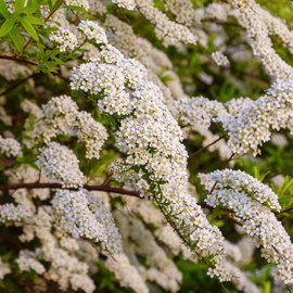 Tawuła 'Snowmound' Spiraea nipponica obfite białe kwiaty