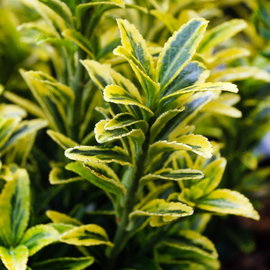 Trzmielina 'Microphyllus Aureovariegatus' Euonymus japonicus złote brzegi