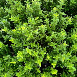Trzmielina 'Francien' Euonymus japonicus zimozielona na obwódki