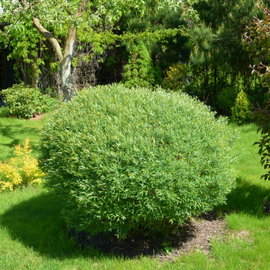 Wierzba purpurowa 'Nana' Salix purpurea na niski żywopłot