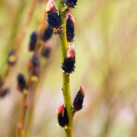 Wierzba 'Kurome' Salix gracilistyla czarne bazie