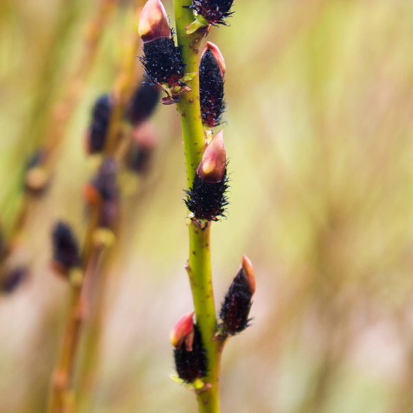 Wierzba 'Kurome' Salix gracilistyla czarne bazie