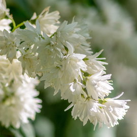 Żylistek 'Candidissima' Deutzia scabra pełne białe kwiaty
