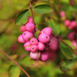 Śnieguliczka 'Magic Berry' Symphoricarpos × doorenbosii różowe owoce