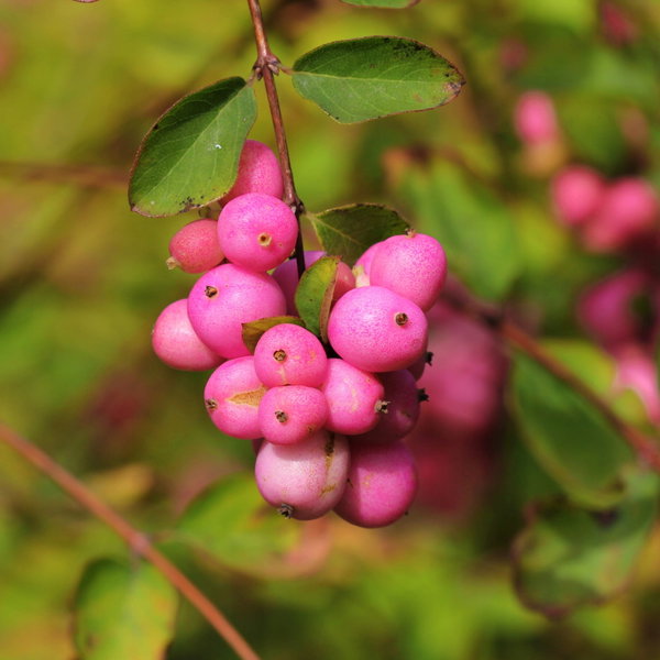 Śnieguliczka 'Magic Berry' Symphoricarpos × doorenbosii różowe owoce