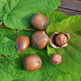 Leszczyna 'Webba Cenny' Corylus avellana duże orzechy