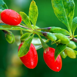 Jagoda goji 'Korean Big' Lycium barbarum duże czerwone owoce