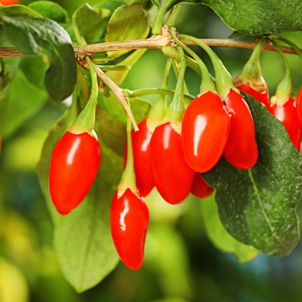 Jagoda goji 'New Big' Lycium barbarum duże słodkie owoce